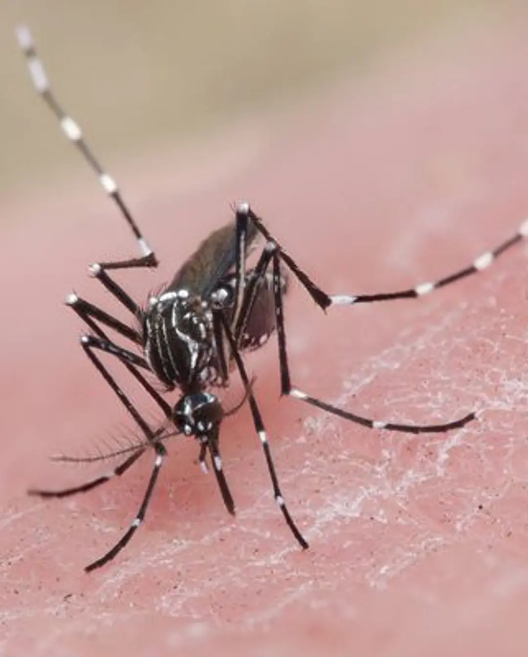 Alerta em Meleiro: Larva do Mosquito Aedes Aegypti Detectada Após 4 Anos