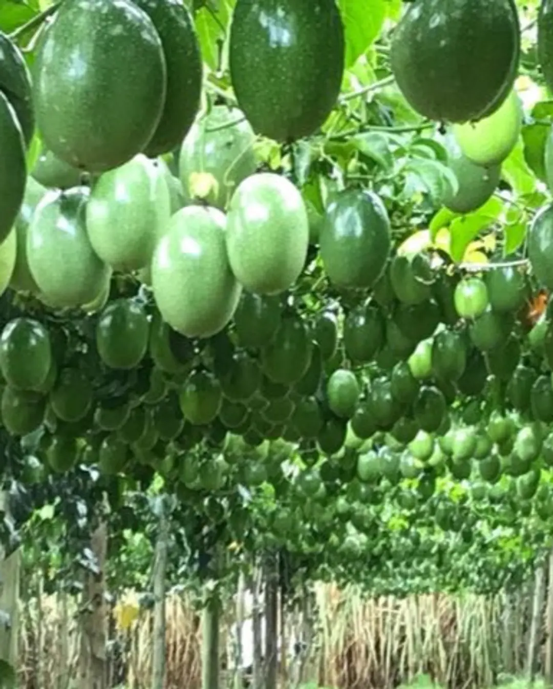 Safra de Maracujá em SC Tem Aumento Significativo na Produção em 2024/2025