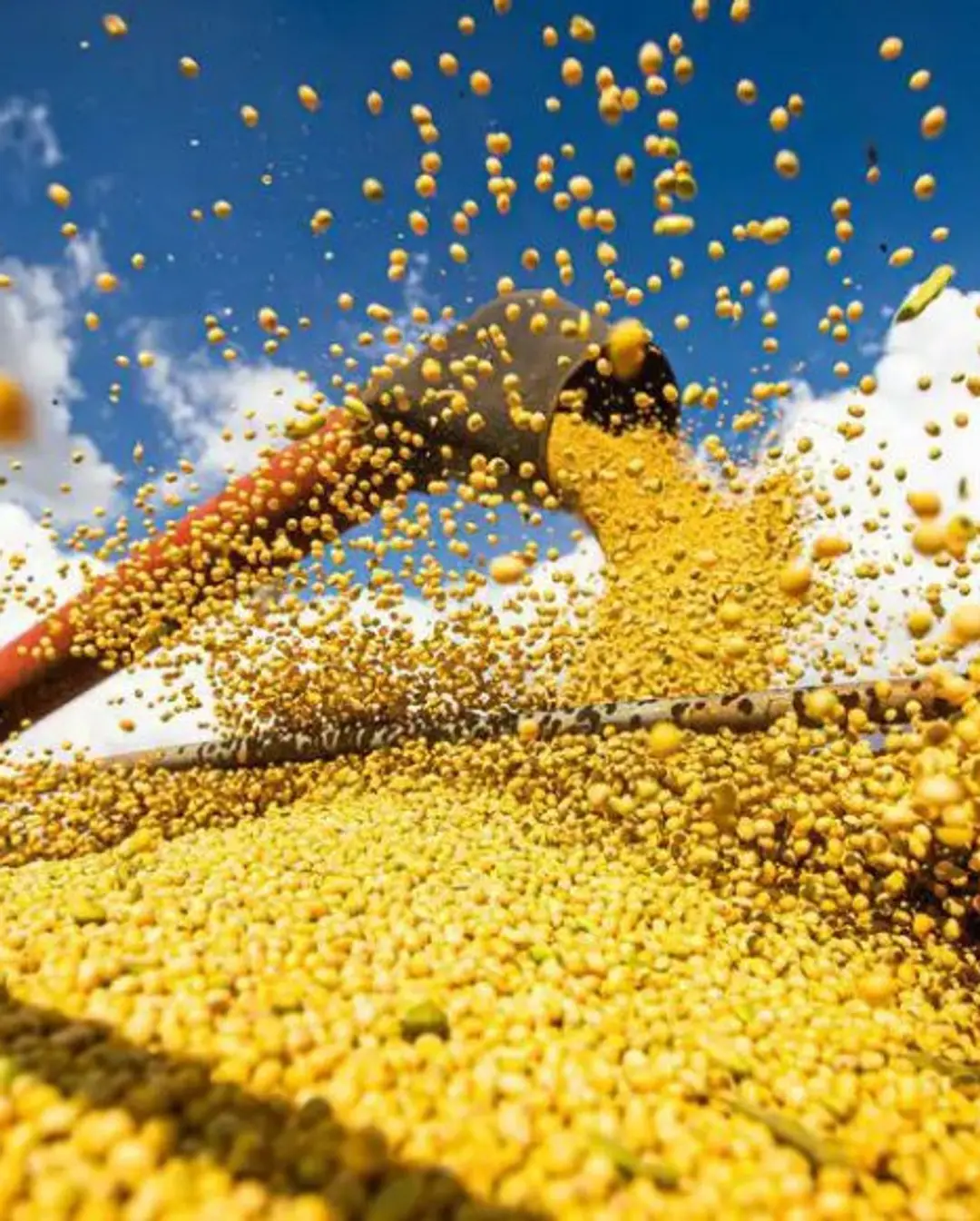 Brasil Bate Recorde Histórico na Produção de Grãos: Safra 2024-25 Alcança 350 Milhões de Toneladas