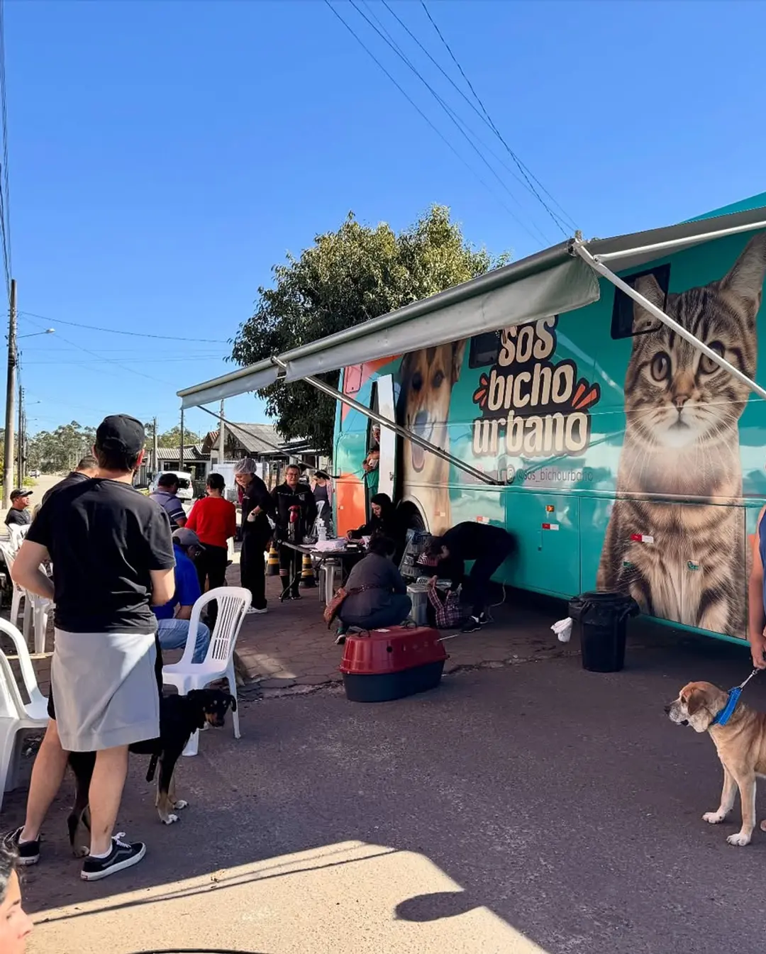 Balneário Gaivota Realiza Mutirão de Castração e Promove o Bem-Estar Animal