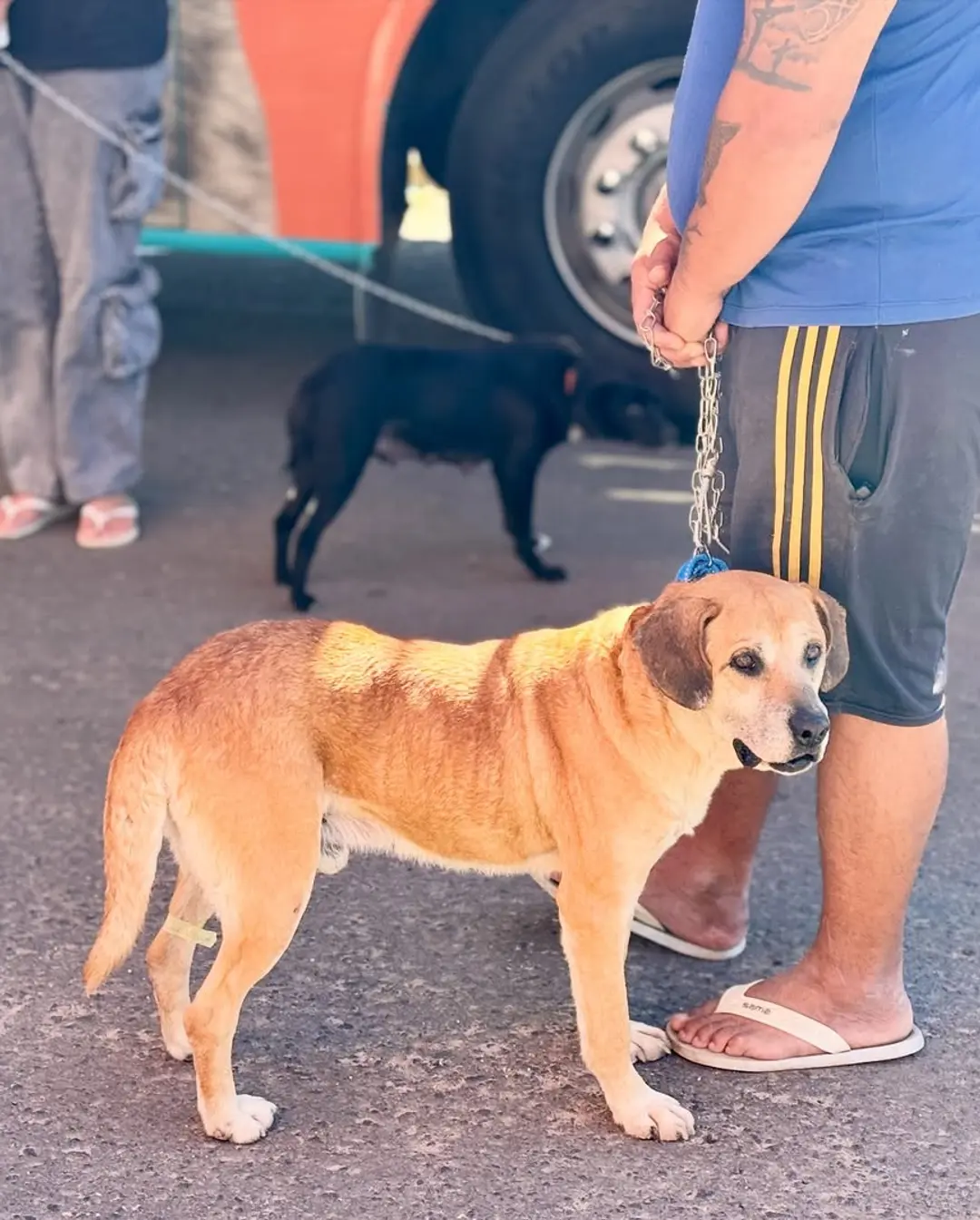 Balneário Gaivota Realiza Mutirão de Castração e Promove o Bem-Estar Animal