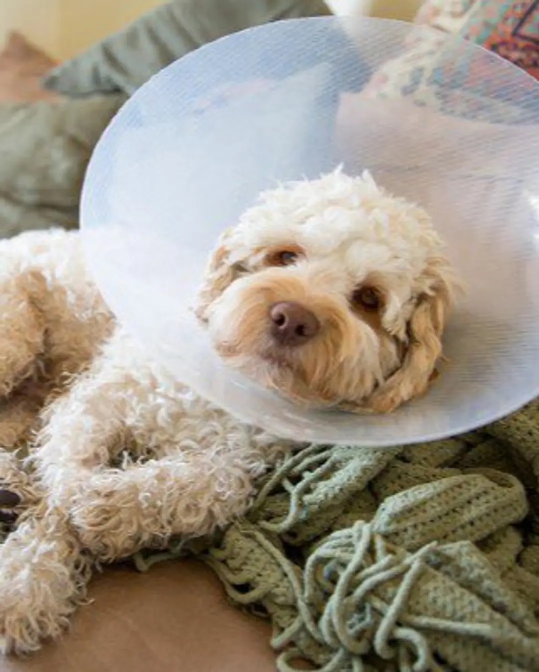 SC receberá R$ 17 milhões para castração de cães e gatos: Programa Pet Levado a Sério beneficiará 273 cidades