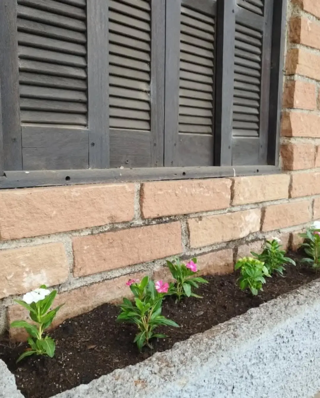 Timbé do Sul Mais Bela: Plantio de Mudas Revitaliza Pontos Turísticos