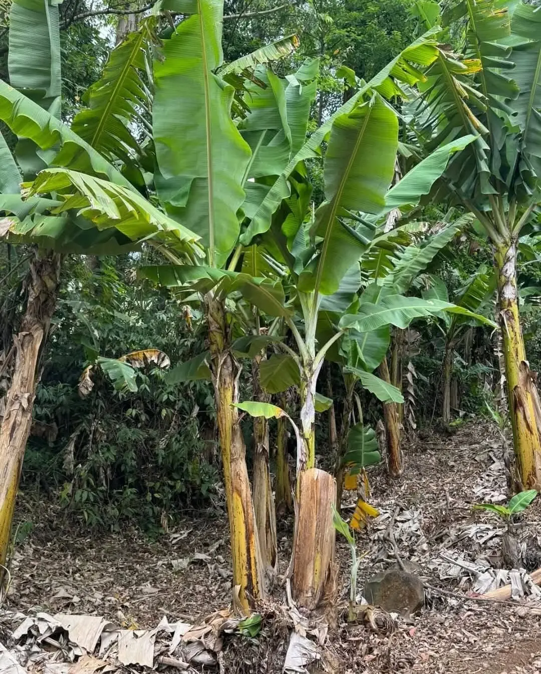 Prefeita de Três Cachoeiras Acompanha de Perto o Serviço de Hora Máquina em Propriedades Agrícolas