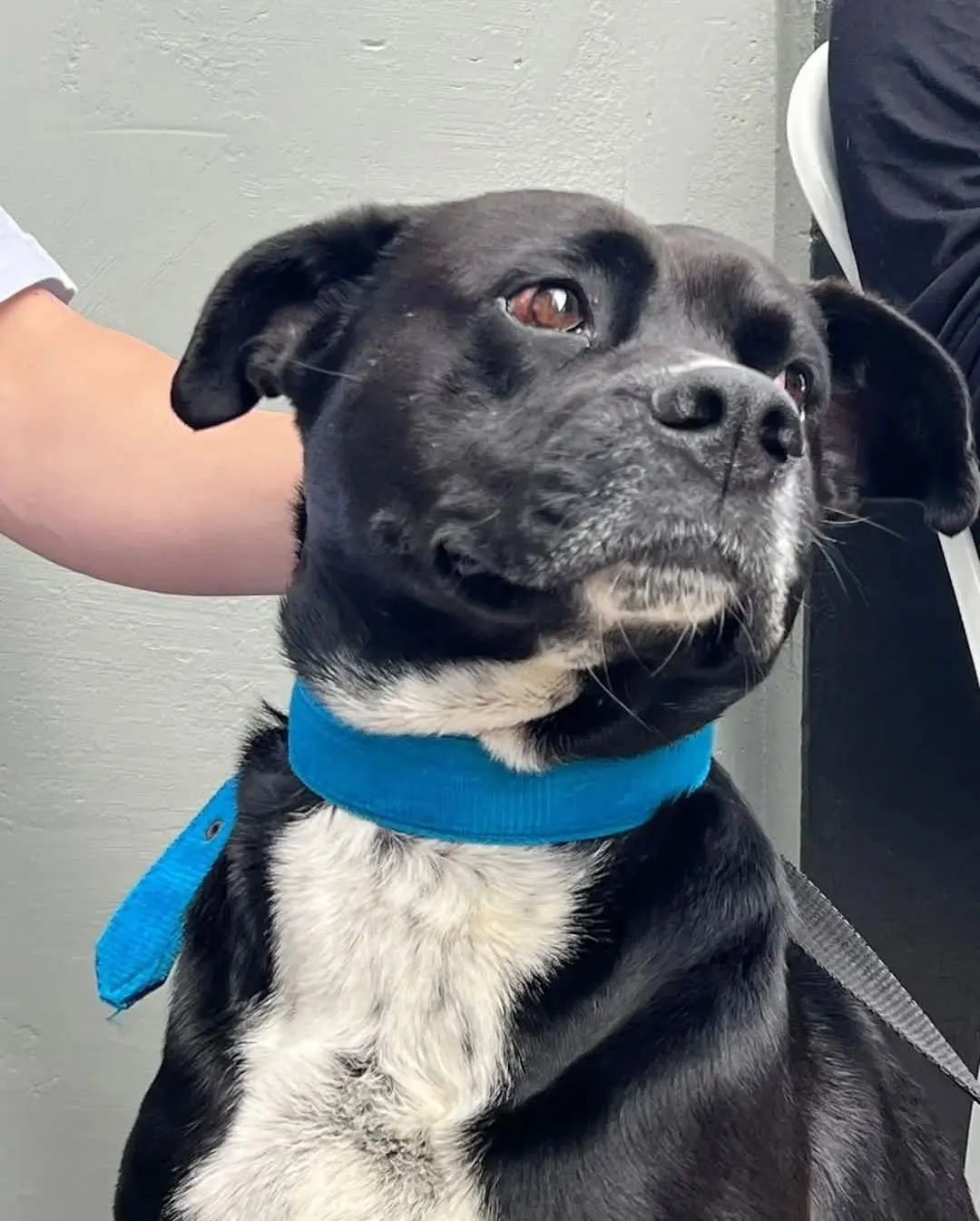 Mutirão de Castração em Três Cachoeiras Beneficia Mais de 120 Animais