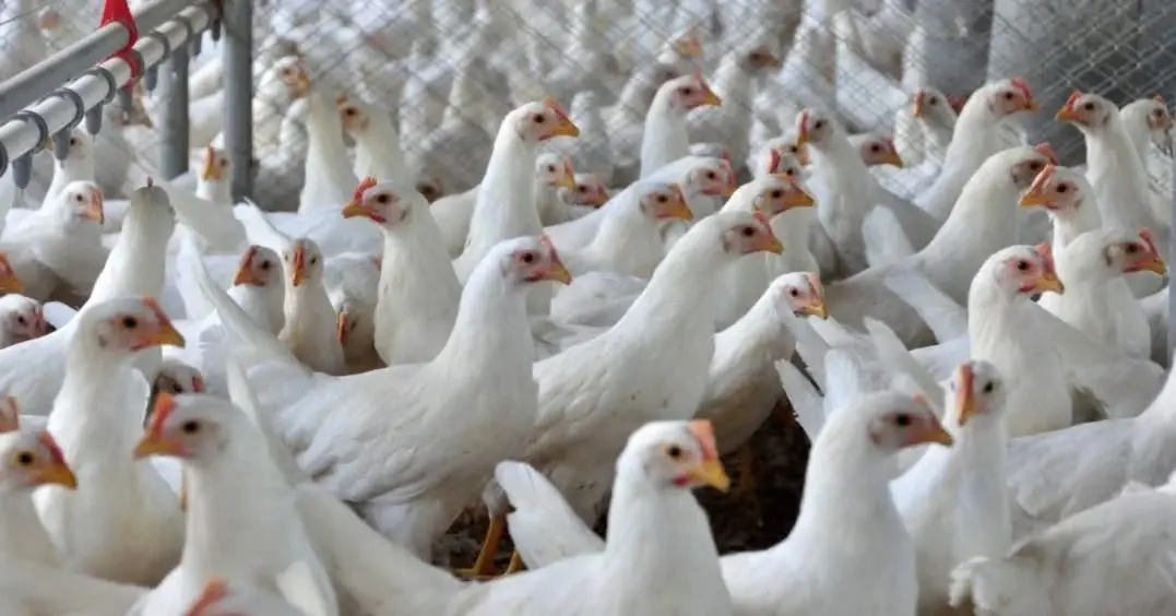 China Libera Importação de Frango do RS Após Embargo Sanitário