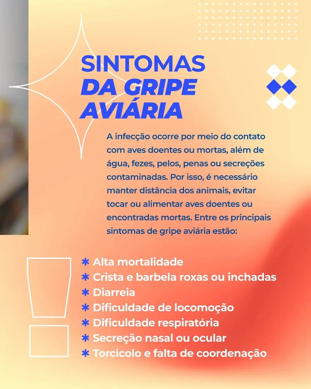 Gripe Aviária: Arroio do Sal intensifica prevenção e orienta população