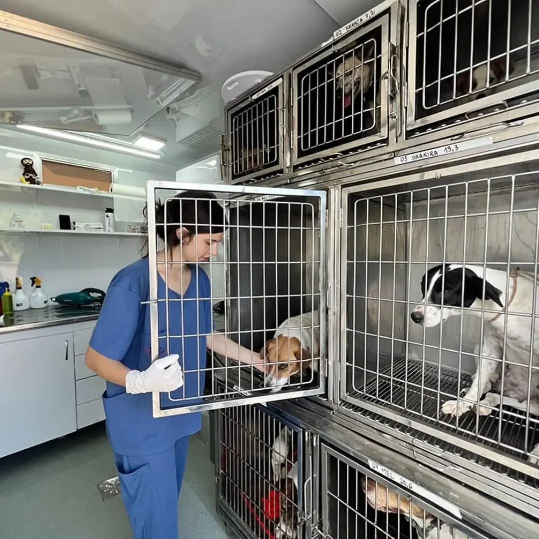 Santa Rosa do Sul Promove Mutirão de Castração 'Pet Levado a Sério' com Resultados Positivos